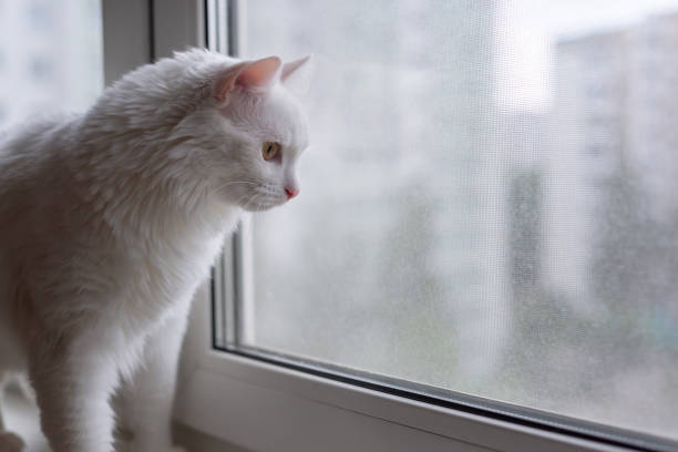 istock White cat stay on the windowsill, looks out the window, close-up, soft selective focus 1615664349