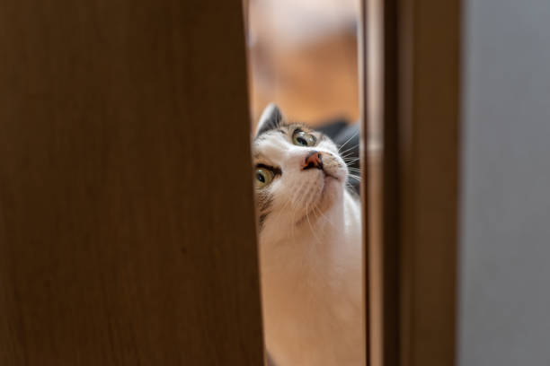 istock Cat peeking through the gap in the door 1615666407