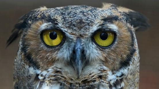 A closeup portrait of an owl