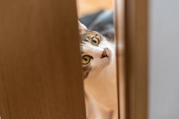 istock Cat peeking through the gap in the door 1615666921