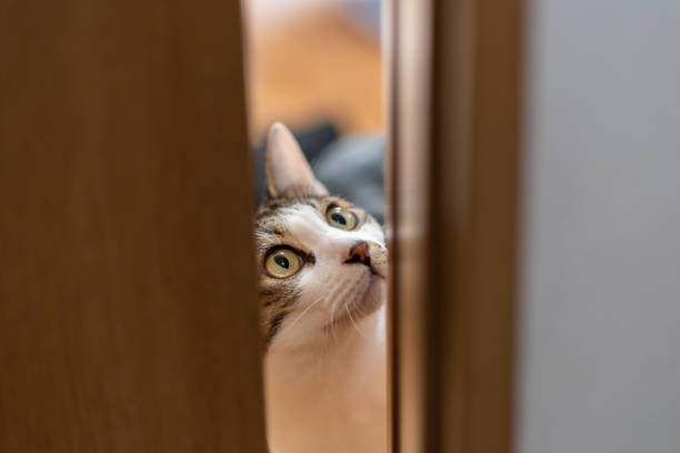 istock Cat peeking through the gap in the door 1615666926