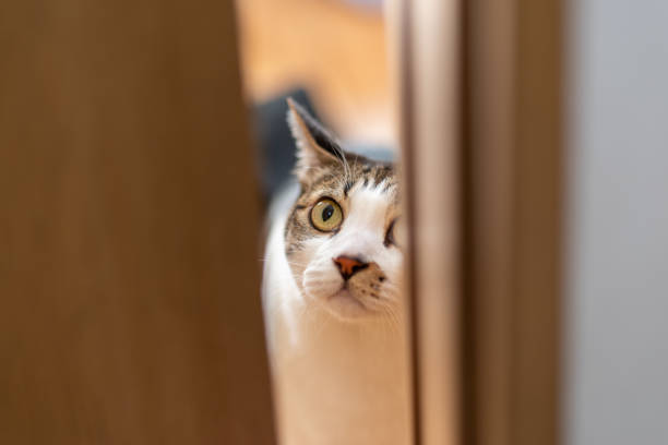 istock Cat peeking through the gap in the door 1615666935