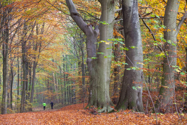 Ravnsholt Skov stock photo