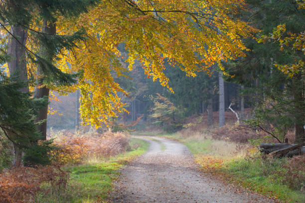 Ravnsholt Skov stock photo