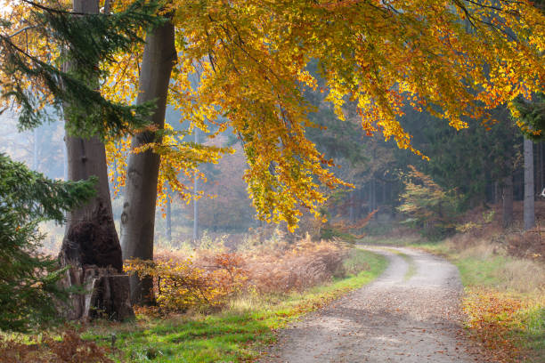 Ravnsholt Skov stock photo