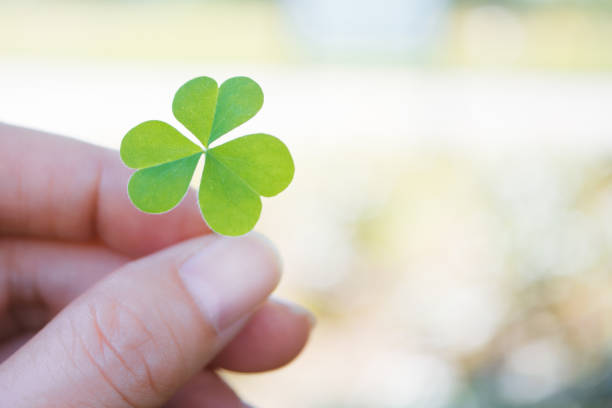 Image of a fingertip holding a trefoil clover