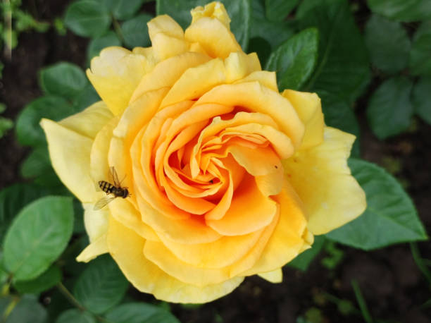 roses in orange blossom close up