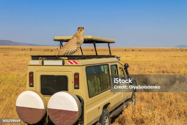 Ghepardo Su Una Cima Di Unauto Suv Nella Savana Nel Parco Nazionale Del Serengeti In Tanzania Safari In Africa - Fotografie stock e altre immagini di Ghepardo