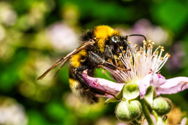 istock A glimpse of a busy bee 1615815875