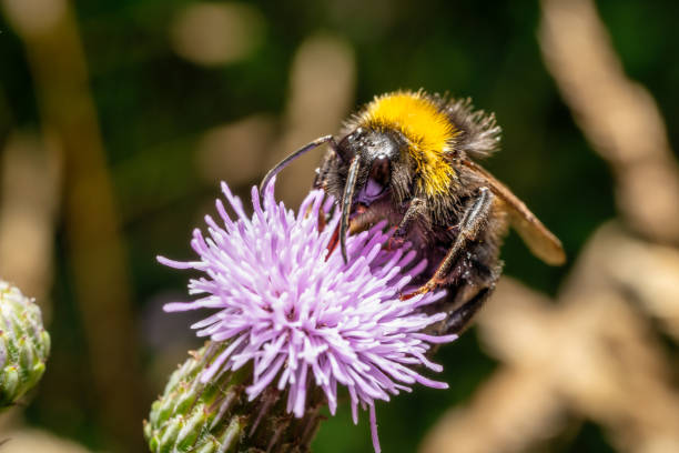 istock A glimpse of a busy bee 1615816944