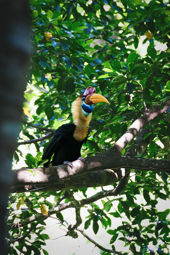 Male knobbed hornbill, rhyticeros cassidix, with rising feathers in the forest of Tangkoko national park in Sulawesi, Indonesia