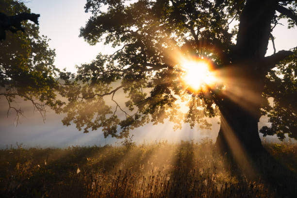 istock Sun, Sunbeams, Oak Tree, Fog 1615840599