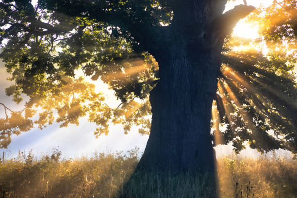 istock Sunbeams, Oak Tree, Fog 1615843985