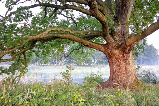 Old Large Oak Tree
