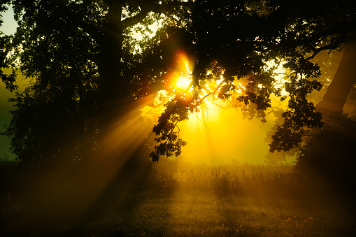 Sunbeams, Forest, Fog