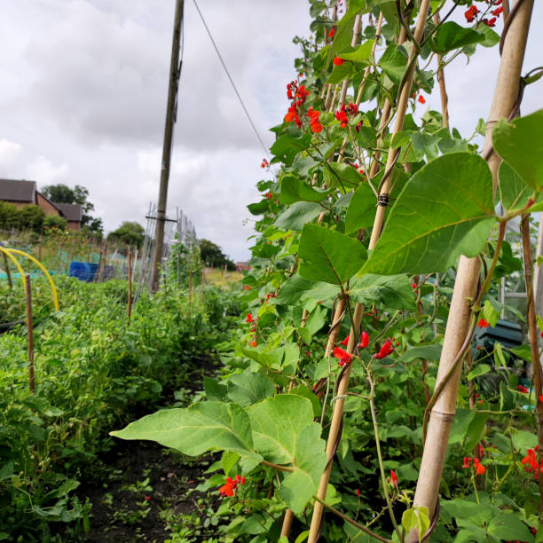 istock Runner beans growing in garden allotment 1615848194
