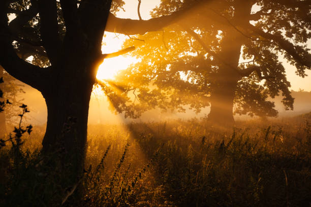 Sunbeams, Fog, Trees