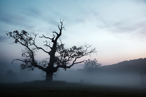 Dark Landscape in Fog with Old Oak Tree