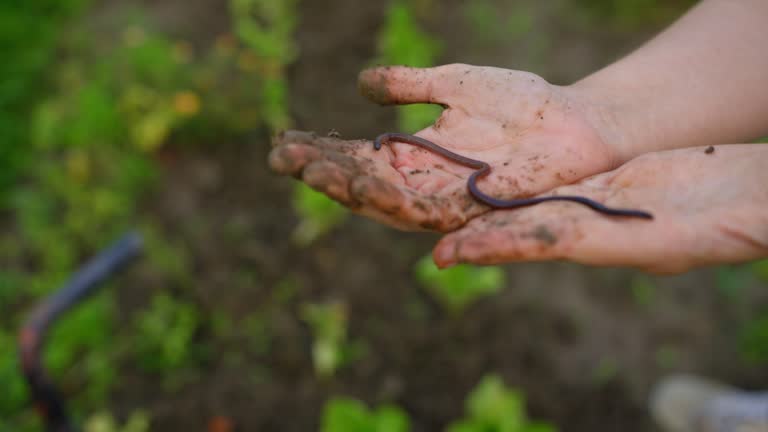 SLO MO Close-up of Dirty Hands of Farmer Showing Earthworm while Working in Vegetable Garden
