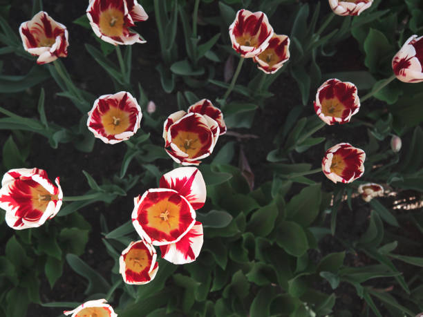 Spring Flowers Background