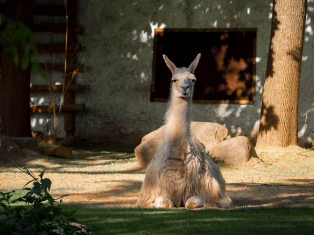 uma lhama deitada no chão. - lamb softness fur wool - fotografias e filmes do acervo