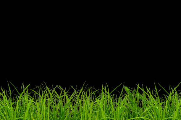 istock a green grass on a black background 1615875699