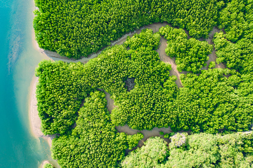 River and green forest mangrove. Beautiful natural scenery of river in southeast Asia tropical green forest, aerial view drone shot.