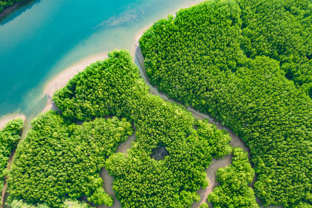 manglar de río y bosque verde. hermoso paisaje natural de río en el bosque verde tropical del sudeste asiático, vista aérea disparada por dron. - river aerial view delta rainforest fotografías e imágenes de stock