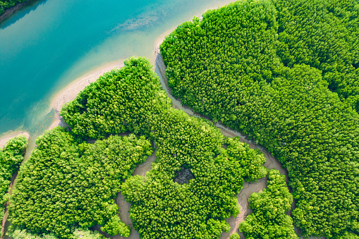 River and green forest mangrove. Beautiful natural scenery of river in southeast Asia tropical green forest, aerial view drone shot.