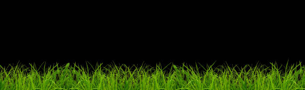istock a green grass on a black background 1615877931