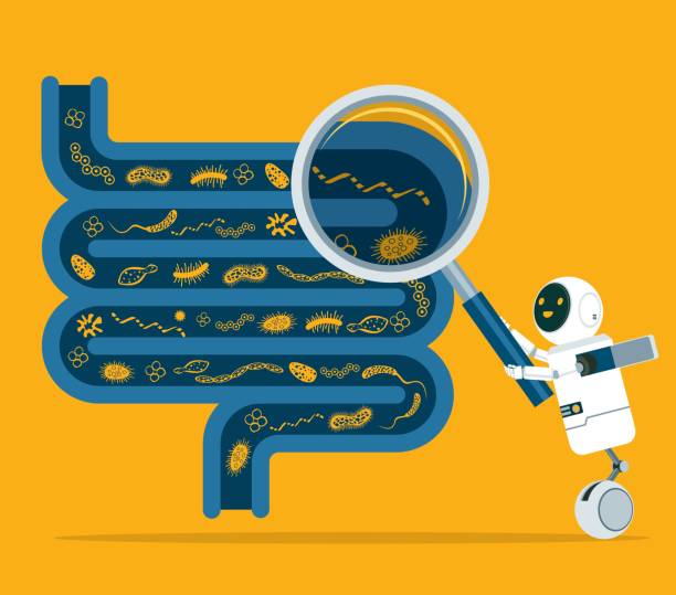 Magnifying Glass - Digestive system Human digestive system with AI doctor hand hold magnify glass to show probiotics stock illustration colonoscopy stock illustrations