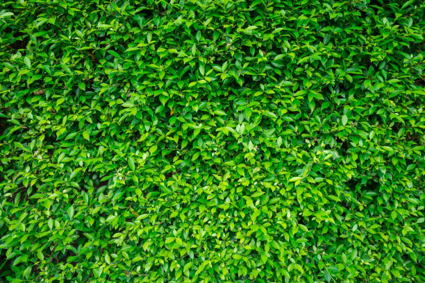 istock Green small leaves wall textured background. 1615903296