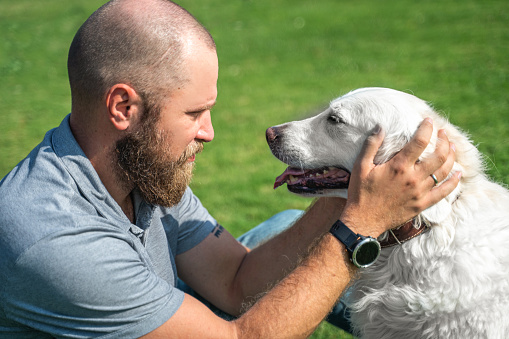 Man pet owner plays with his happy pet dog golden retriever outside on lawn public park during summer.