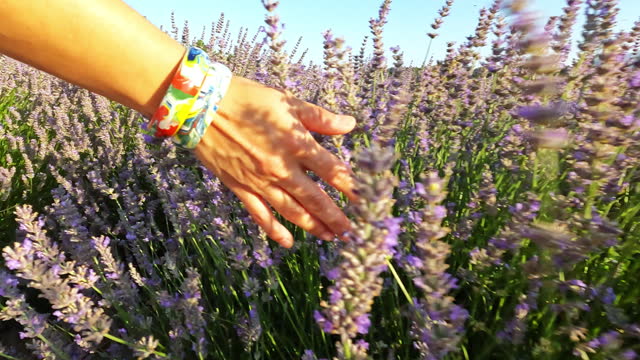 Beautiful woman careesing touching the  purple lavender flowers