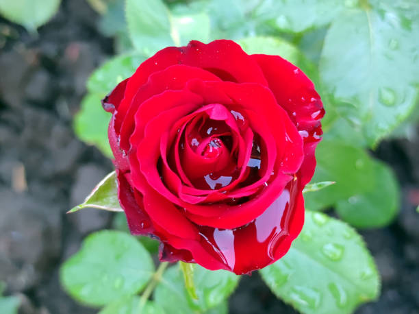 istock red blooming roses with rain drops close up 1615914039