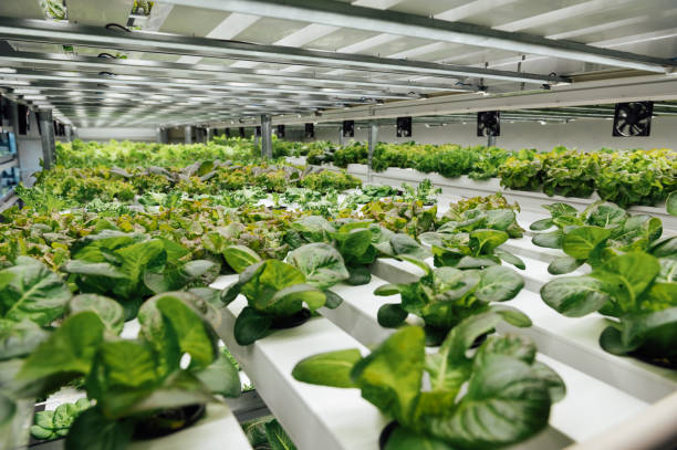 istock Farm of growing environmental products, hydroponics technology for fresh salads 1615917461
