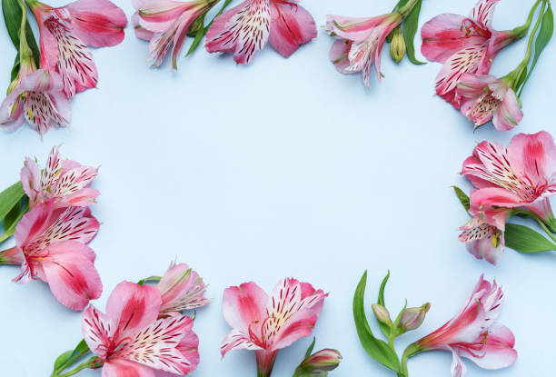 istock Beautiful Alstroemeria flowers on blue background 1615919076