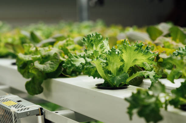 istock Hydroponic lettuces in hydroponic pipe. Hydroponic vegetable farm. 1615921161