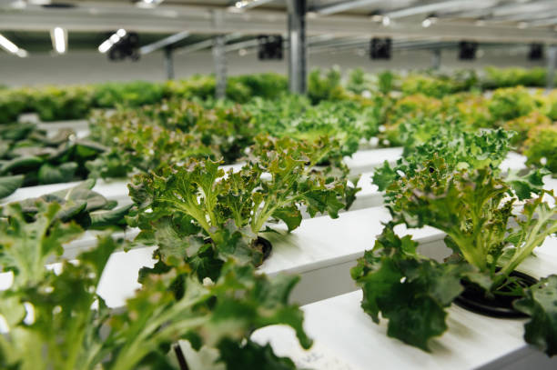 istock Hydroponic agricultural system, organic hydroponic vegetable garden at greenhouse. 1615921707