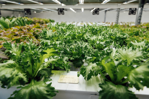 istock Fresh organic vegetable grown using aquaponic or hydroponic farming. 1615923325