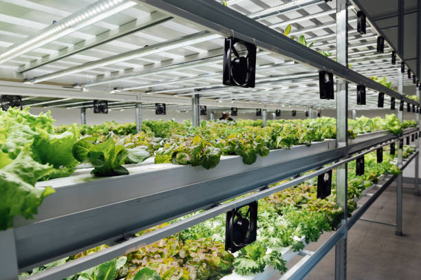 istock Fresh organic vegetable grown using aquaponic or hydroponic farming. 1615923755