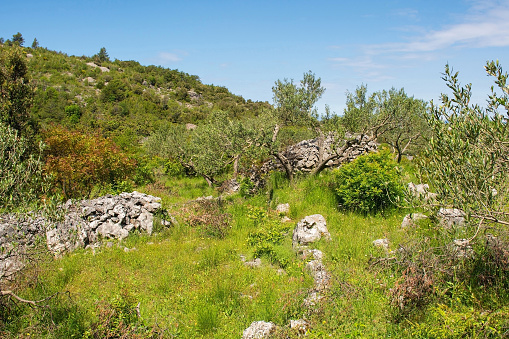 An olive grove near Nerezisca on Brac Island in Croatia in May, showing the island's characteristic stone mounds and walls