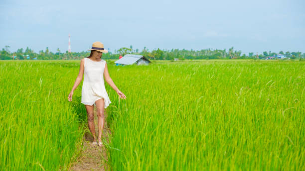 istock Green rice paddy fields in Central Thailand Suphanburi region 1615924444