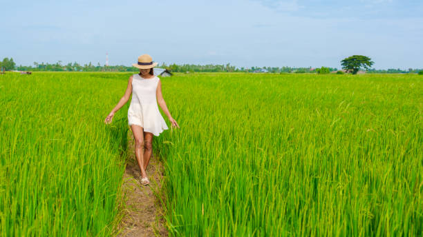 istock Green rice paddy fields in Central Thailand Suphanburi region 1615924450
