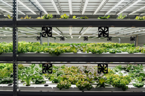 istock Fresh organic vegetable grown using aquaponic or hydroponic farming. 1615926105