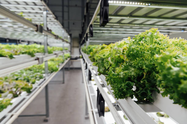 istock Fresh organic vegetable grown using aquaponic or hydroponic farming. 1615927824