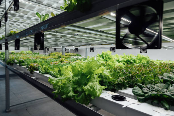 istock Fresh organic vegetable grown using aquaponic or hydroponic farming. 1615928354