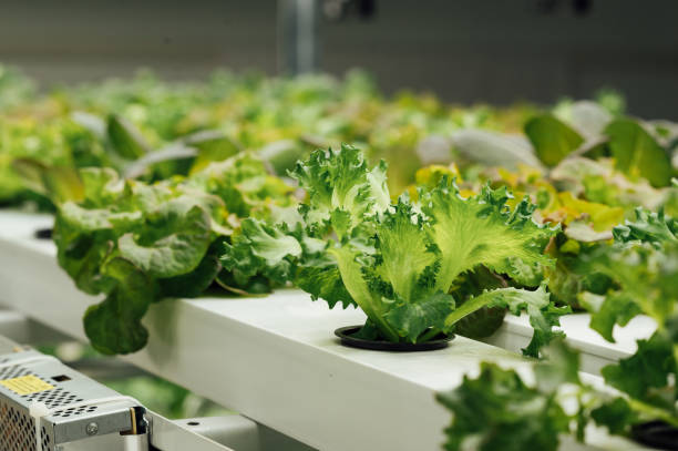 istock Farm of growing environmental products, hydroponics technology for fresh salads 1615929509