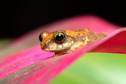 A carnivorous frog native to the tropical swamps, scrublands, and savannas of Central and South Africa. It is also known as the pixie frog, giant bullfrog, or South African burrowing frog.