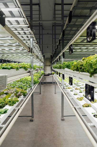 istock Farm of growing environmental products, hydroponics technology for fresh salads 1615935713